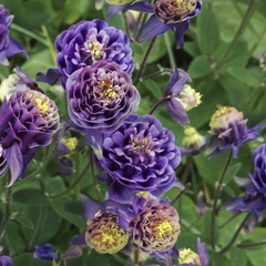 Orlíček obecný 'Winky Double Dark Blue- White' - Aquilegia vulgaris 'Winky Double Dark Blue- White'