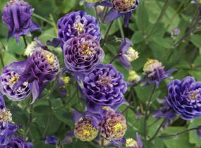 Orlíček obecný 'Winky Double Dark Blue- White' - Aquilegia vulgaris 'Winky Double Dark Blue- White'