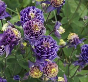 Orlíček obecný 'Winky Double Dark Blue- White'