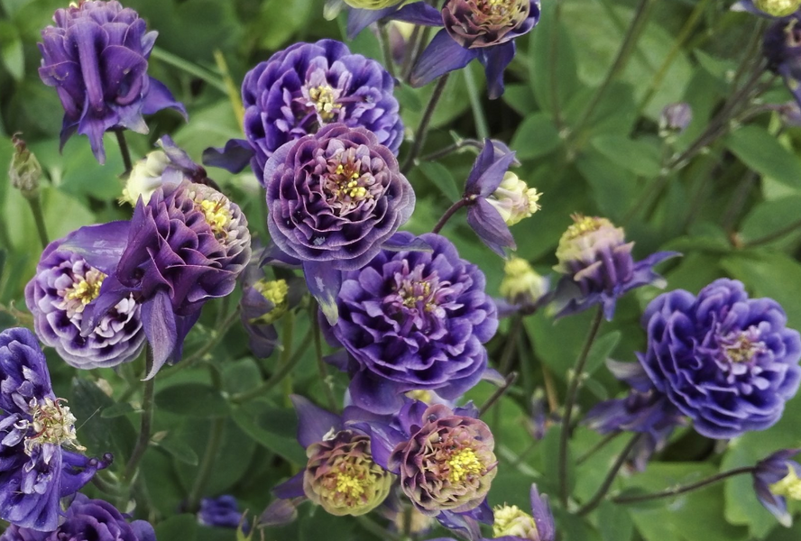 Orlíček obecný 'Winky Double Dark Blue- White' - Aquilegia vulgaris 'Winky Double Dark Blue- White'