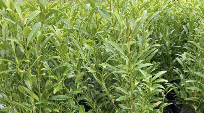 Bobkovišeň lékařská 'Sofia' - Prunus laurocerasus 'Sofia'