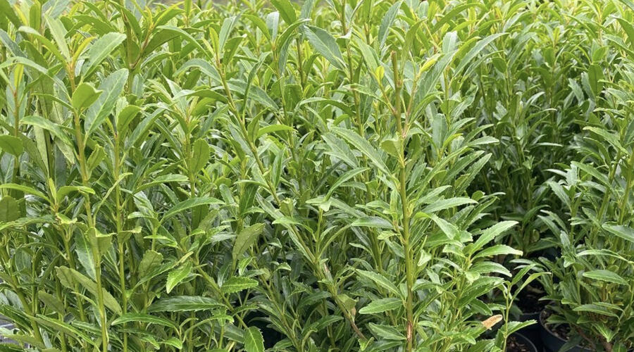 Bobkovišeň lékařská 'Sofia' - Prunus laurocerasus 'Sofia'