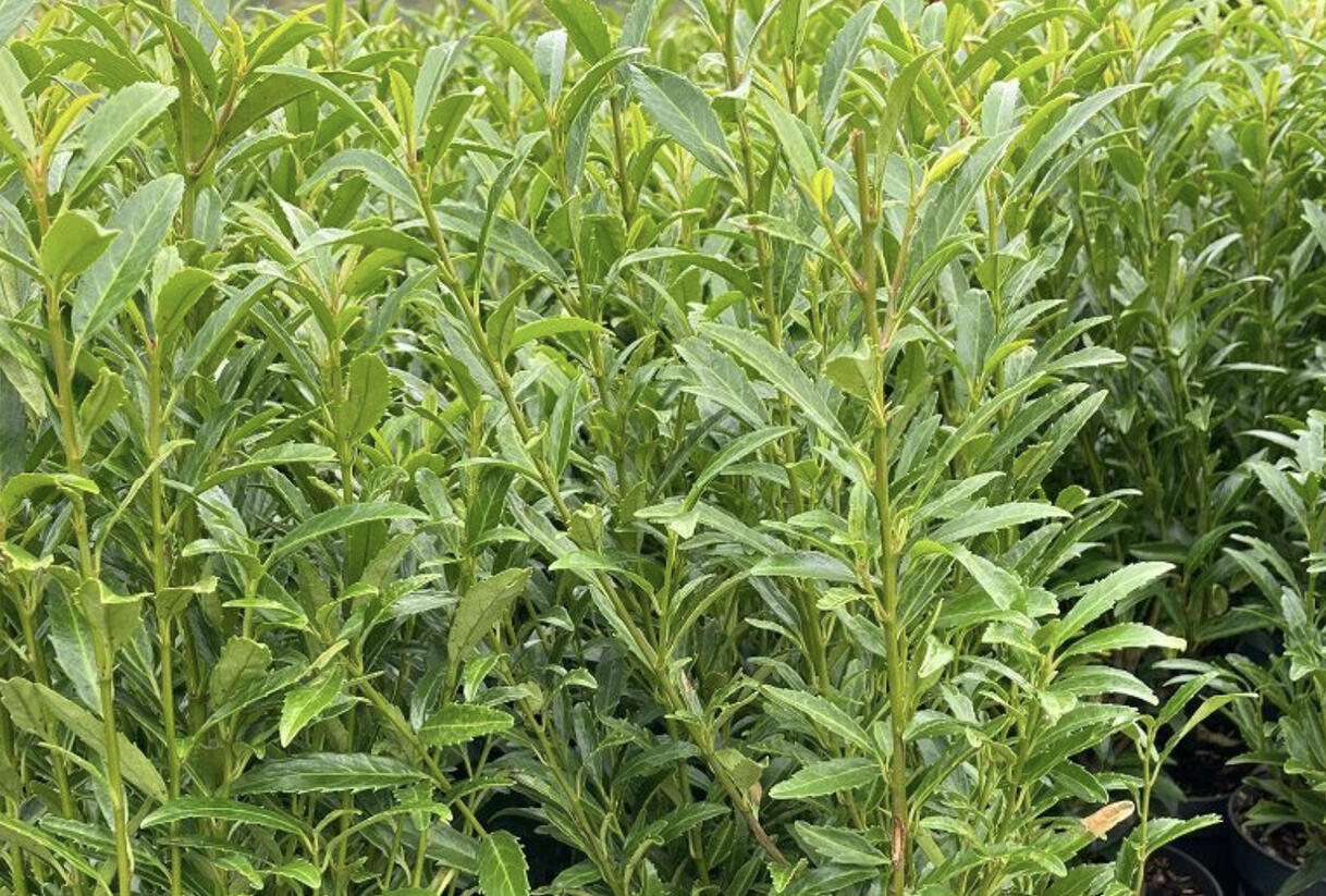 Bobkovišeň lékařská 'Sofia' - Prunus laurocerasus 'Sofia'