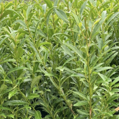 Bobkovišeň lékařská 'Sofia' - Prunus laurocerasus 'Sofia'