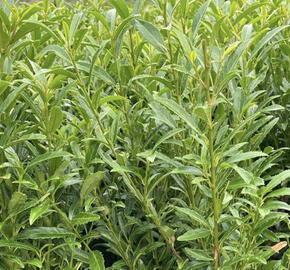 Bobkovišeň lékařská 'Sofia'