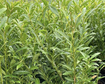 Bobkovišeň lékařská 'Sofia'