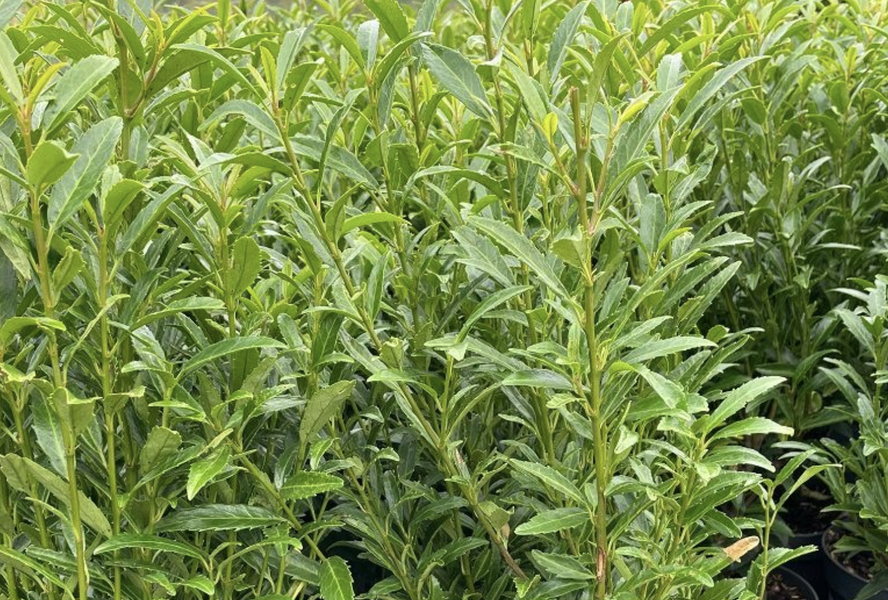 Bobkovišeň lékařská 'Sofia' - Prunus laurocerasus 'Sofia'
