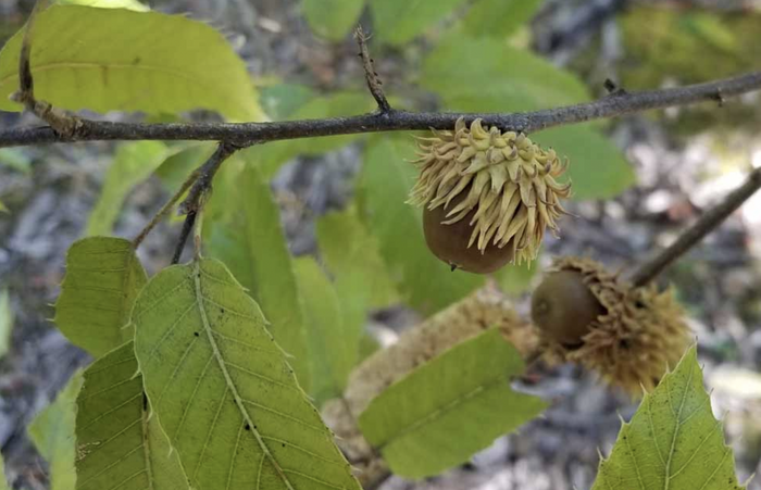 Dub nejšpičatější - Quercus acutissima