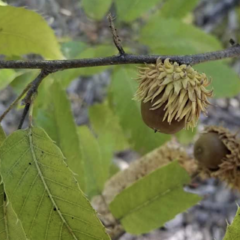 Dub nejšpičatější - Quercus acutissima