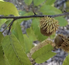 Dub nejšpičatější