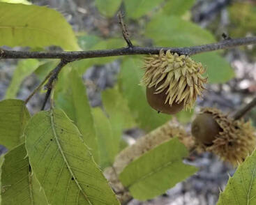 Dub nejšpičatější