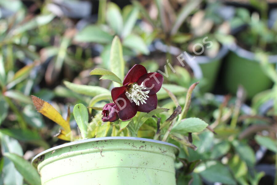 Čemeřice východní 'Halcyon Early Dark Red' - Helleborus orientalis 'Halcyon Early Dark Red'