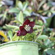 Čemeřice východní 'Halcyon Early Dark Red' - Helleborus orientalis 'Halcyon Early Dark Red'