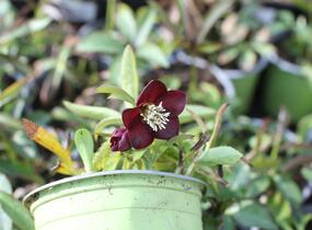 Čemeřice východní 'Halcyon Early Dark Red' - Helleborus orientalis 'Halcyon Early Dark Red'