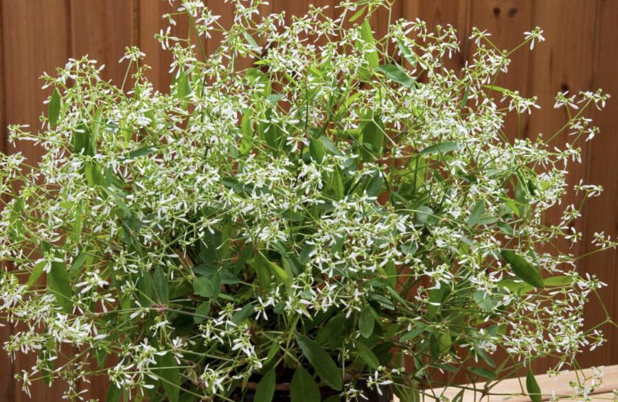 Pryšec třezalkovitý 'Diwali Shower' - Euphorbia (Chamaesyce) hypericifolia 'Diwali Shower'