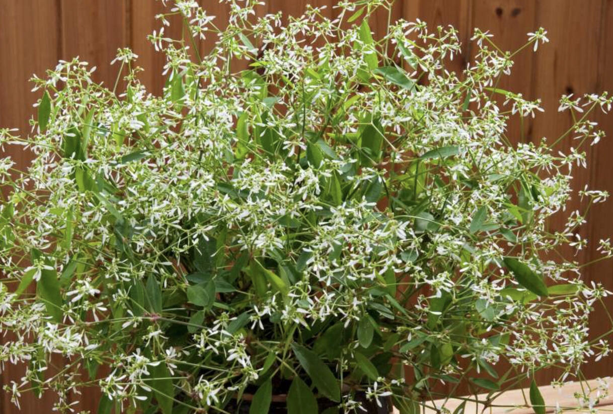 Pryšec třezalkovitý 'Diwali Shower' - Euphorbia (Chamaesyce) hypericifolia 'Diwali Shower'