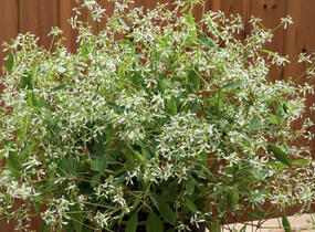 Pryšec třezalkovitý 'Diwali Shower' - Euphorbia (Chamaesyce) hypericifolia 'Diwali Shower'