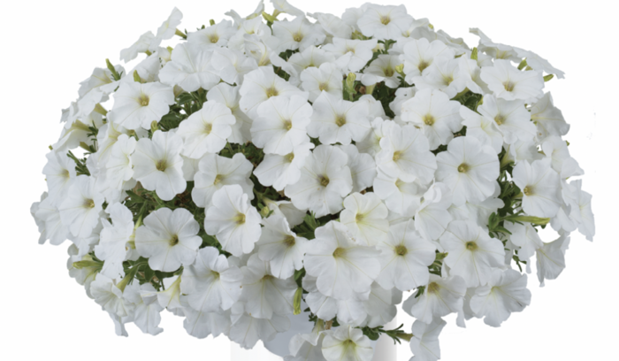 Petúnie 'Ice Berg' - Petunia hybrida 'Cascadias Iceberg'
