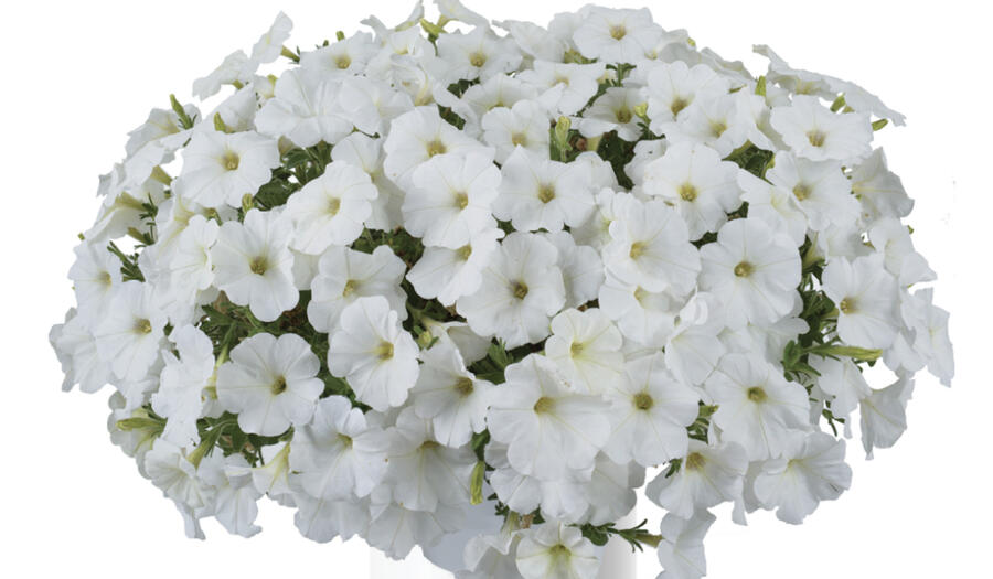 Petúnie 'Ice Berg' - Petunia hybrida 'Cascadias Iceberg'