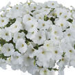 Petúnie 'Ice Berg' - Petunia hybrida 'Cascadias Iceberg'