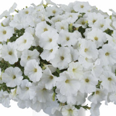 Petúnie 'Ice Berg' - Petunia hybrida 'Cascadias Iceberg'