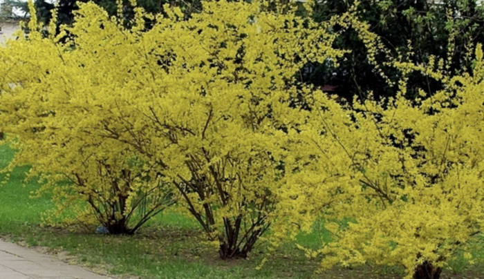 Zlatice prostřední, zlatý déšť 'Beatrix Farrand' - Forsythia intermedia 'Beatrix Farrand'