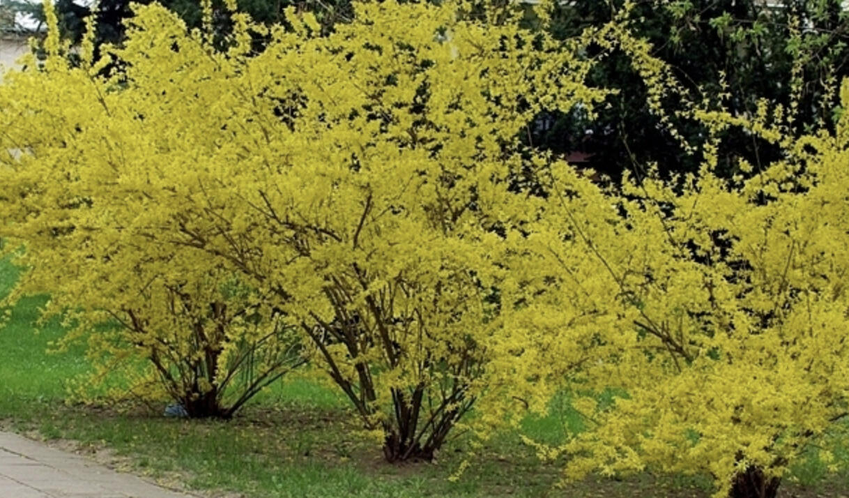 Zlatice prostřední, zlatý déšť 'Beatrix Farrand' - Forsythia intermedia 'Beatrix Farrand'