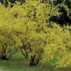 Zlatice prostřední, zlatý déšť 'Beatrix Farrand' - Forsythia intermedia 'Beatrix Farrand'