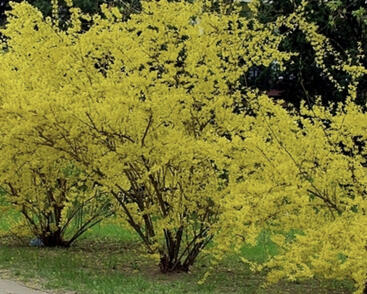 Zlatice prostřední, zlatý déšť 'Beatrix Farrand'