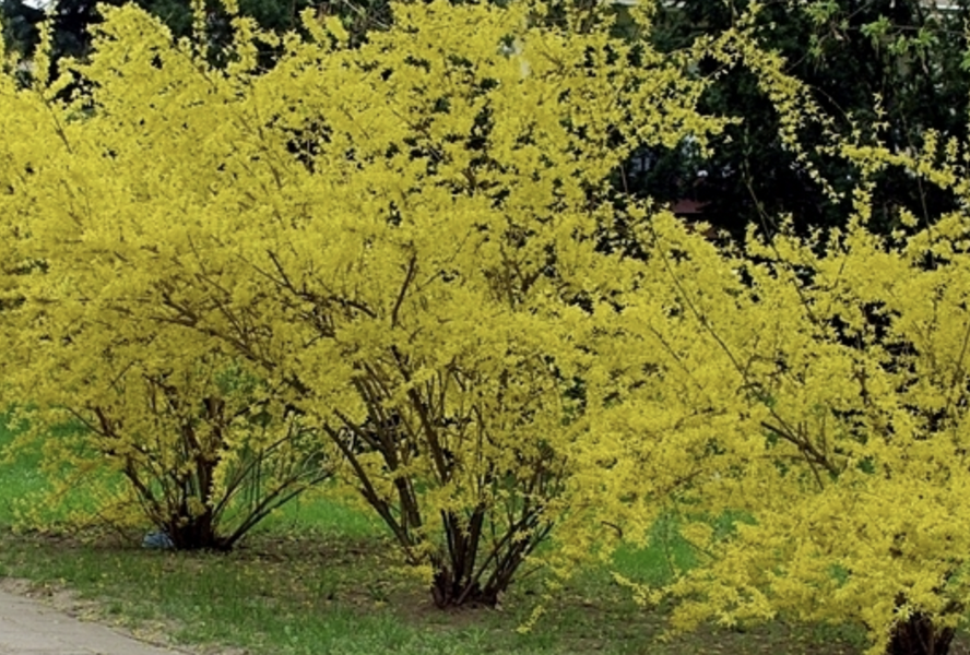 Zlatice prostřední, zlatý déšť 'Beatrix Farrand' - Forsythia intermedia 'Beatrix Farrand'