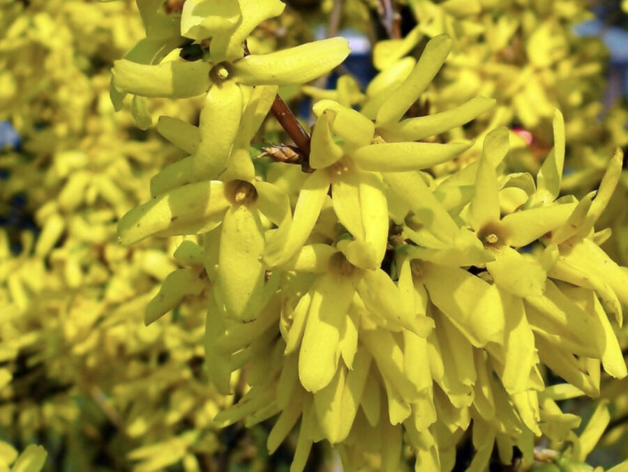 Zlatice prostřední, zlatý déšť 'Golden Times' - Forsythia intermedia 'Golden Times'