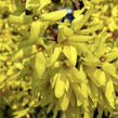 Zlatice prostřední, zlatý déšť 'Golden Times' - Forsythia intermedia 'Golden Times'