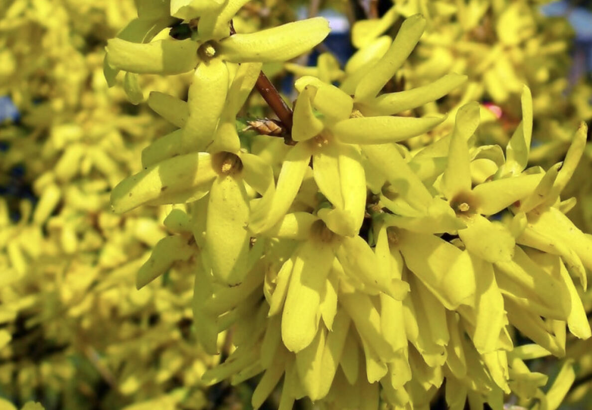 Zlatice prostřední, zlatý déšť 'Golden Times' - Forsythia intermedia 'Golden Times'