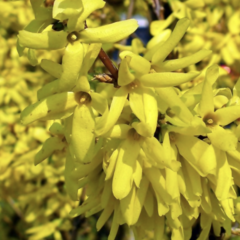 Zlatice prostřední, zlatý déšť 'Golden Times' - Forsythia intermedia 'Golden Times'