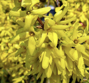 Zlatice prostřední, zlatý déšť 'Golden Times'