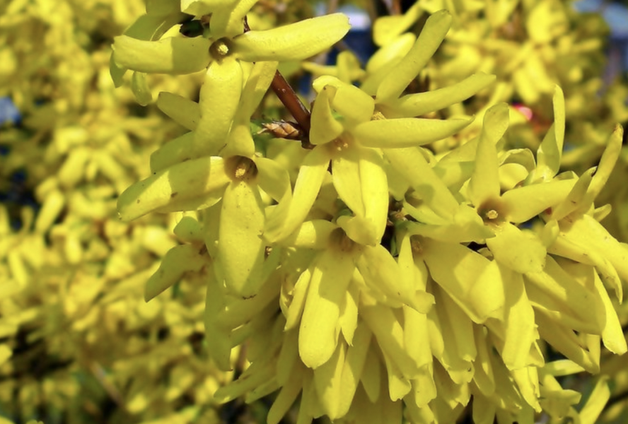 Zlatice prostřední, zlatý déšť 'Golden Times' - Forsythia intermedia 'Golden Times'