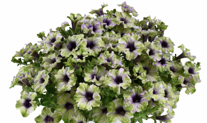 Petúnie 'Amazonas Plum Cockatoo' - Petunia 'Amazonas Plum Cockatoo'