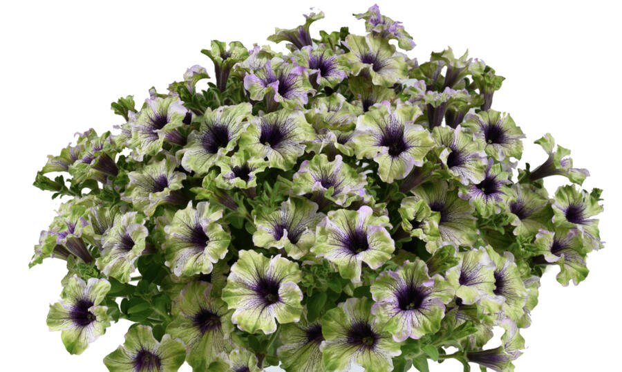 Petúnie 'Amazonas Plum Cockatoo' - Petunia 'Amazonas Plum Cockatoo'