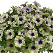 Petúnie 'Amazonas Plum Cockatoo' - Petunia 'Amazonas Plum Cockatoo'