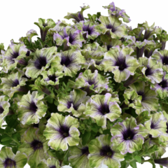Petúnie 'Amazonas Plum Cockatoo' - Petunia 'Amazonas Plum Cockatoo'