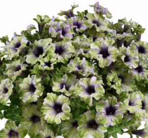 Petúnie 'Amazonas Plum Cockatoo' - Petunia 'Amazonas Plum Cockatoo'