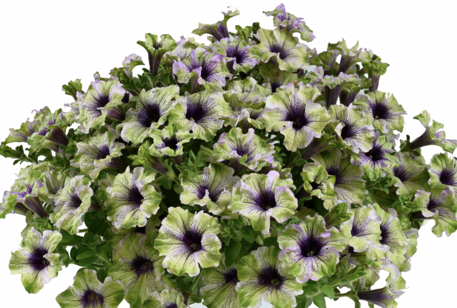 Petúnie 'Amazonas Plum Cockatoo' - Petunia 'Amazonas Plum Cockatoo'