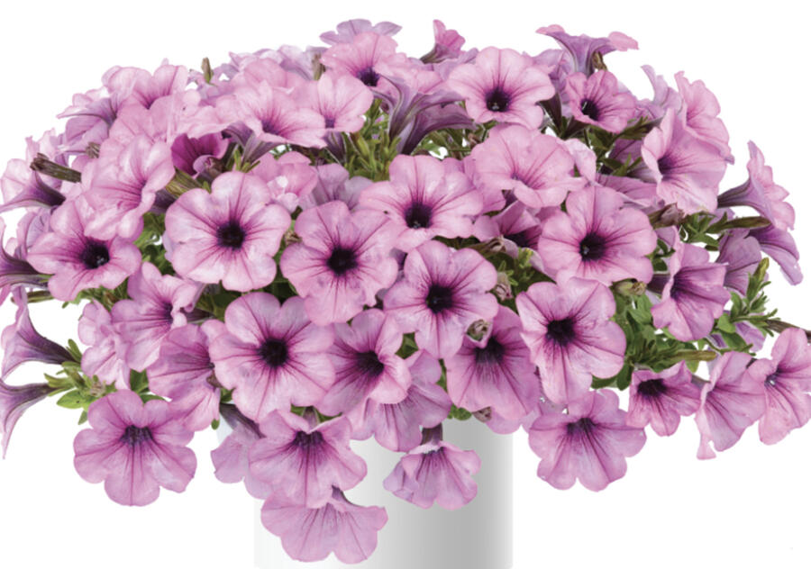 Petúnie 'Capella Pink Lace' - Petunia × atkinsoniana 'Capella Pink Lace'