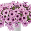 Petúnie 'Capella Pink Lace' - Petunia × atkinsoniana 'Capella Pink Lace'