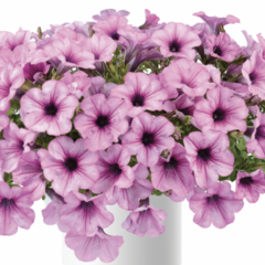 Petúnie 'Capella Pink Lace' - Petunia × atkinsoniana 'Capella Pink Lace'