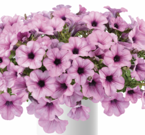 Petúnie 'Capella Pink Lace' - Petunia × atkinsoniana 'Capella Pink Lace'