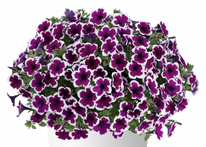 Petúnie 'Capella Rim Raspberry' - Petunia × atkinsoniana 'Capella Rim Raspberry'