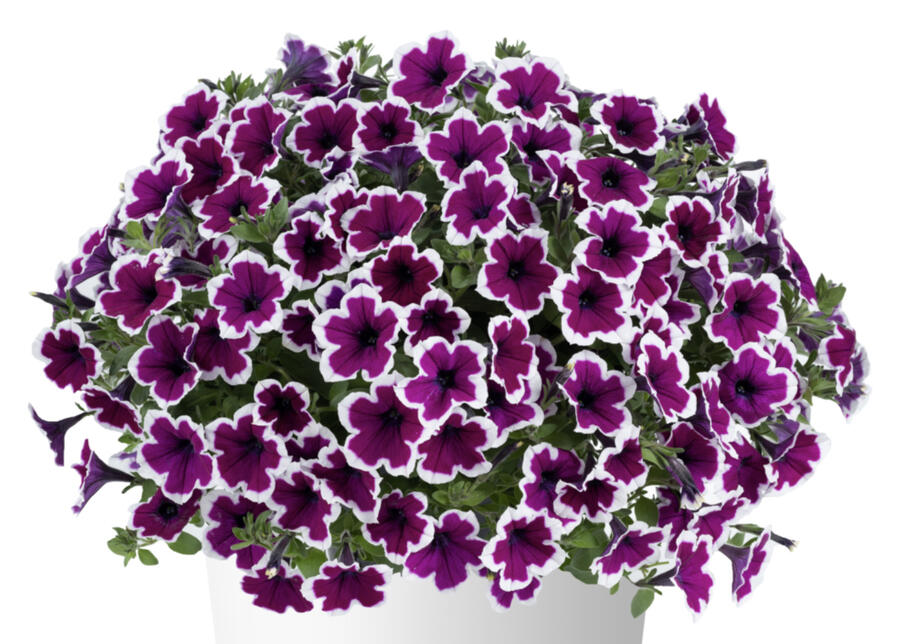Petúnie 'Capella Rim Raspberry' - Petunia × atkinsoniana 'Capella Rim Raspberry'