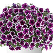 Petúnie 'Capella Rim Raspberry' - Petunia × atkinsoniana 'Capella Rim Raspberry'