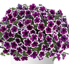 Petúnie 'Capella Rim Raspberry'